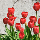 Tulipani