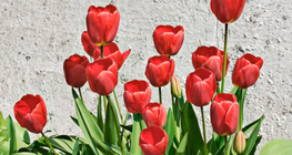 Tulipani