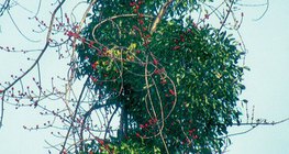 Imela