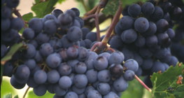 Grožđe