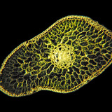 Poprečni presjek lišća srebrnog bora