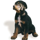 Transilvanski lovački pas