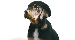 Transilvanski lovački pas