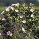 Flowers of the dog-rose