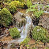 Jastučići mahovine