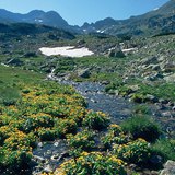 Alpska livada u Karpatima