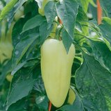 Paprika