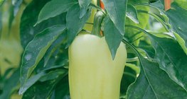 Paprika