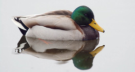 Divlja patka (gluhara)