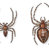 Europski vrtni pauk (muški i ženski)