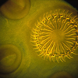 Trakavica, glava s kukama i sisaljkom