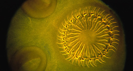 Trakavica, glava s kukama i sisaljkom