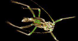 Odbačen hitinski oklop lisne uši