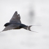 Lastavica pokućarka