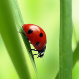 Sedmotočkasta bubamara