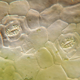 Biljna stoma