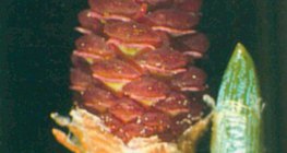 Češer četinjača