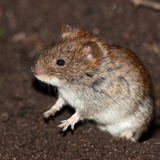 Miš