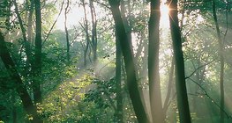 Sunčeva svjetlost u šumi