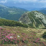Alpska livada u Karpatima