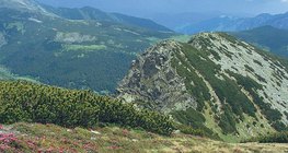 Alpska livada u Karpatima