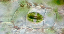 Biljna stoma