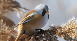 Brkata sjenica