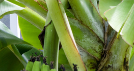 Banane