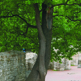 Drveće koje se isprepliće