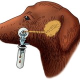 Mjerenje brzine izlučivanja pseće sline