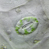 Biljna stoma