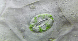 Biljna stoma