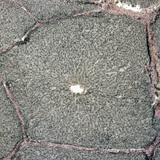 Presjek kroz jetra (svinja)