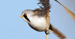 Brkata sjenica