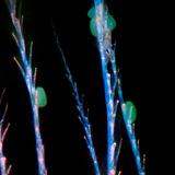 Pčela sa razgranatim vlasima kitina na koje se zakačio polenov prah