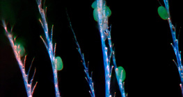 Pčela sa razgranatim vlasima kitina na koje se zakačio polenov prah