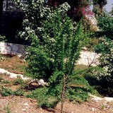 Navodnjavanje kapanjem