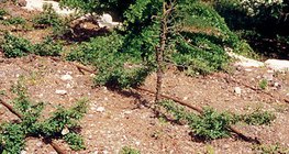 Navodnjavanje kapanjem