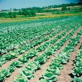 Polje kupusa