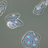 Ćelije mukoznog tkiva koje obavija ljudska usta