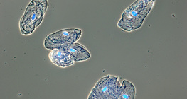 Ćelije mukoznog tkiva koje obavija ljudska usta