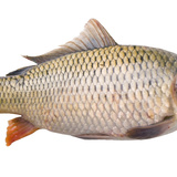 Šaran