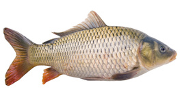 Šaran