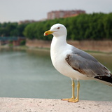 Galeb