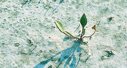 Cvjetanje na slanom tlu