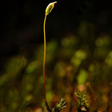 Držak i sporangija zrele mahovine