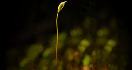 Držak i sporangija zrele mahovine