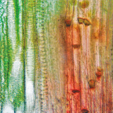 Podužni presjek biljnog vaskularnog tkiva (stabiljka bundeve)