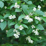 Jasmin