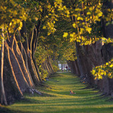 Red javorolisnih platana